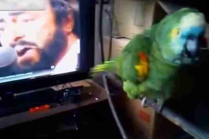 POGODILA GA PJESMA: Papagaj zapjevao uz Pavarotija (VIDEO)