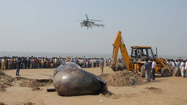 Indija: Rijetka vrsta kita pronađena nasukana na obali