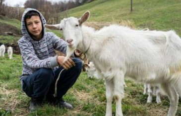 Jasmin Hačkčić: Od skromne želje koja je rasplakala region do stada od 25 koza