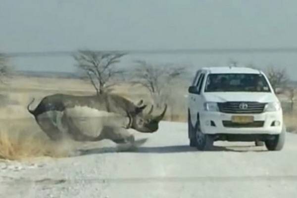 Zastrašujući trenutak u kojem se nosorog zaletio u automobil pun turista!