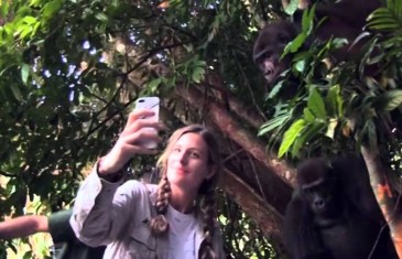 Ona je odrasla sa gorilama… 12 godina kasnije su se ponovo sreli. Ono što je uslijedilo ostavlja bez riječi!