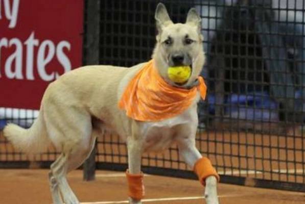 Revolucija u tenisu: Psi rade kao skupljači loptica