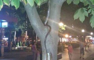 NEVJEROVATNU SCENU SNIMIO GRAĐANIN: Zmija na drvetu u centru Banjaluke