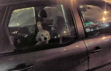 Drama na Alipašinom Polju u Sarajevu: Kako je veterinar spasio psića ostavljenog u automobilu