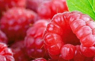 Ljekovita biljka – Malina – Ljekovita svojstva ovih crvenih plodova su mnogobrojna, samo ih treba znati iskoristiti