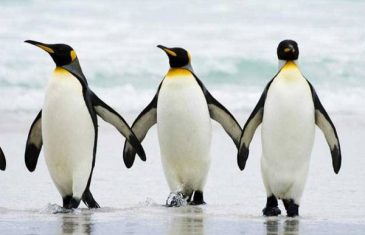 Doktori savjetuju: Po ledu hodajte poput pingvina