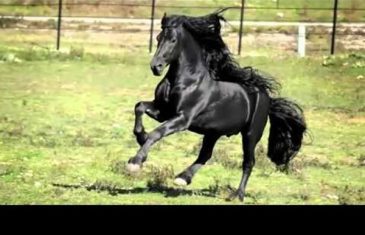 Kažu da je ovo najljepši konj na svijetu. Kad pogledate video, shvatit ćete i zašto!