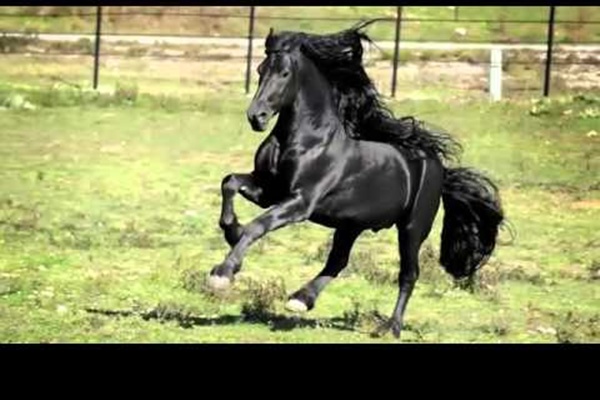 Kažu da je ovo najljepši konj na svijetu. Kad pogledate video, shvatit ćete i zašto!