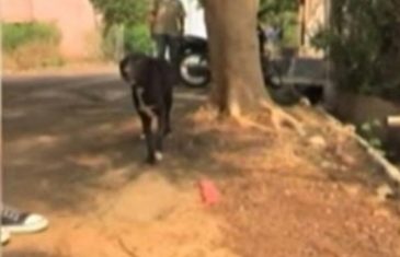 Žena brutalno ubila osam psića pred očima njihove majke, a razlog će vas dokrajčiti(VIDEO)