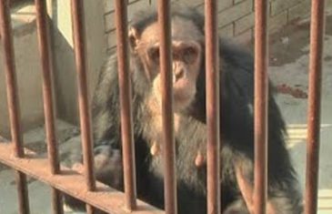 Majmunu pukao film: Djeca ga zezala u zoo-vrtu pa je odlučio da im vrati (video)