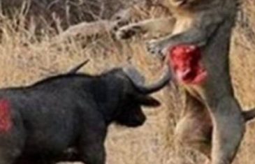 Nevjerovatna borba do smrti između bizona i lava (VIDEO)
