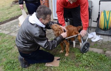 Dobri pas Lajka ponovo može da hoda: Slomljena mu je kičma, ali to nije sprečilo ove divne ljude da mu pomognu (FOTO) (VIDEO)