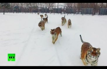 Dron je snimao tigrove, a oni su ga ulovili i UNIŠTILI! (VIDEO)