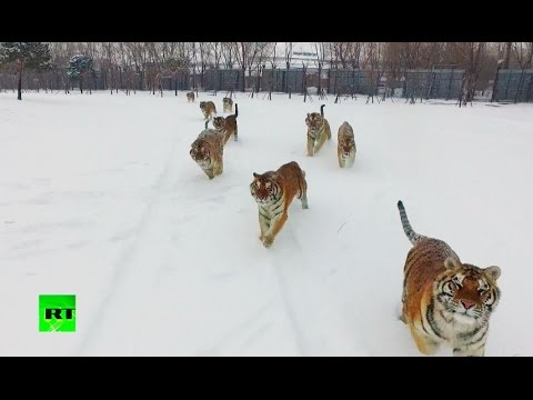 Dron je snimao tigrove, a oni su ga ulovili i UNIŠTILI! (VIDEO)