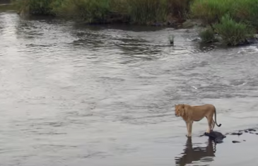 Pogledajte šta se desi kad se lav zezne pa uđe u rijeku a čeka ga krokodil (video)