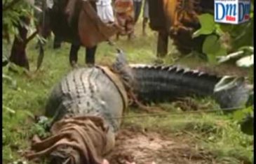 Mještani Šri Lanke uhvatili Krokodila dugog 5 metara i teškog 900kg (VIDEO)