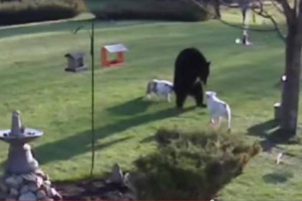 HRABRA SRCA: Dva buldoga oterala radoznalog medveda (VIDEO)