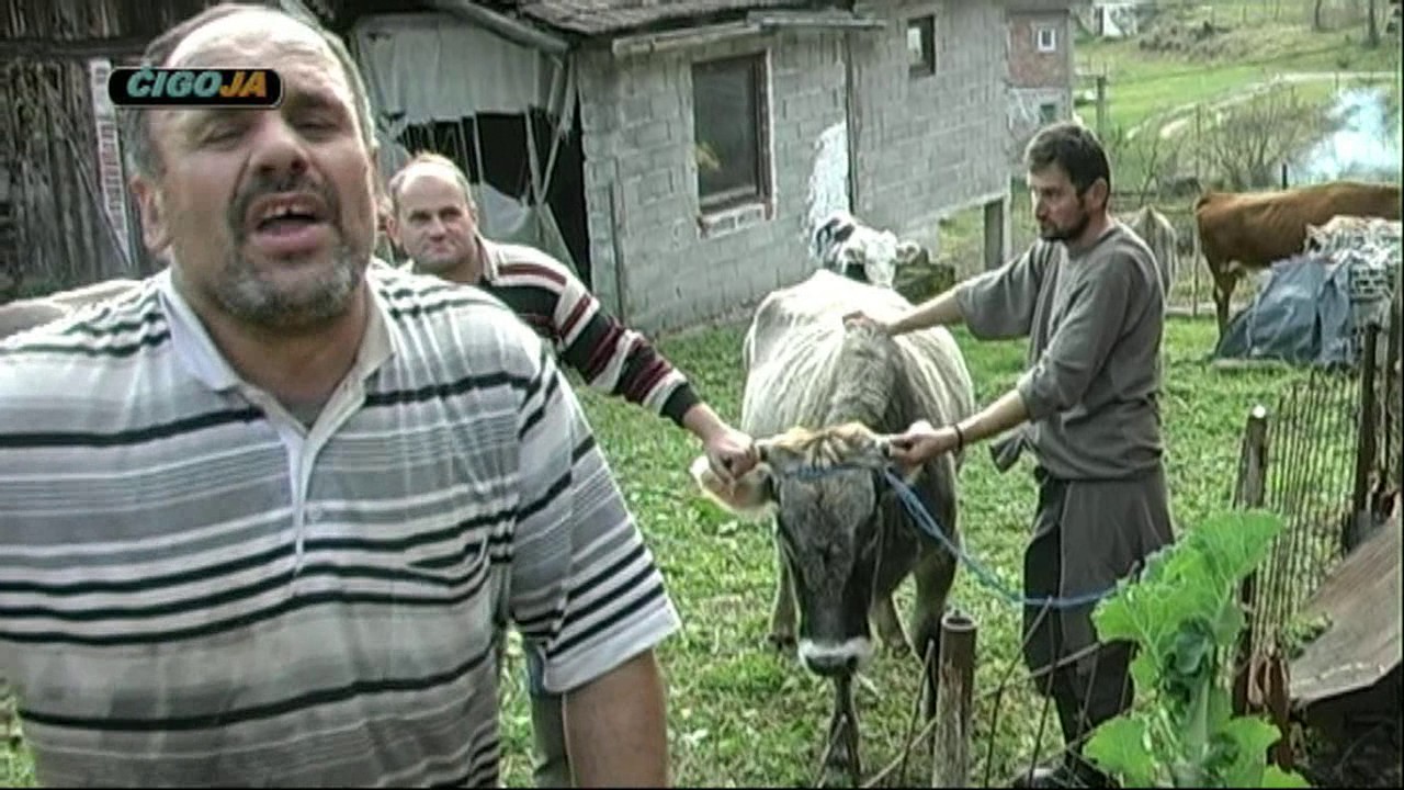 Zmaj od Šipova spasio kravu koja je progutala jabuku (VIDEO)