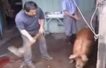 (VIDEO) Zamahnuo da svinju cekicem udari u glavu — Ni slutio nije sta ce se dogoditi u narednih par sekundi