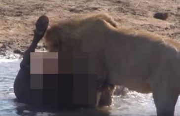 OVAKO NEŠTO JOŠ NISTE VIDELI: Lav brutalno iščupao nerođeno mladunče iz bivola! (VIDEO)