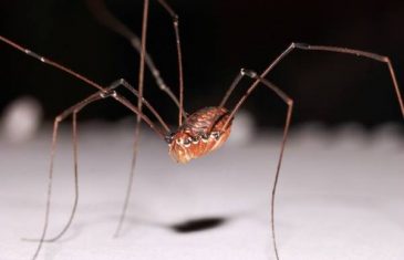 VREME JE DA SE ZABRINETE: zastrašujuće činjenice o dugonogim paukovima koje svi mi imamo u našim kućama