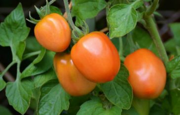 JEDNOSTAVNO JE: Evo kako da uzgojite paradajz na terasi
