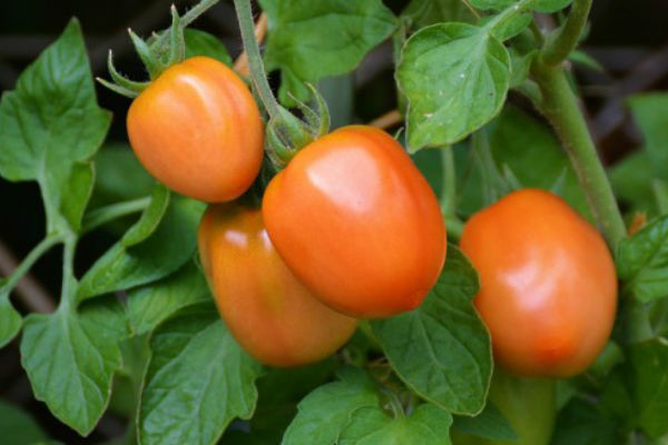 JEDNOSTAVNO JE: Evo kako da uzgojite paradajz na terasi