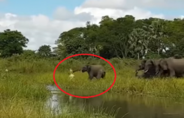 Krokodil zgrabio mladunče slona za surlu: A onda su drugi slonovi krenuli u napad (video)