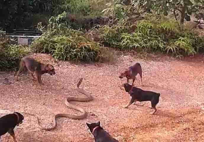 5 pasa se udružilo u napadu na džinovsku kraljevsku kobru, njihova taktika u borbi je neviđena (VIDEO)