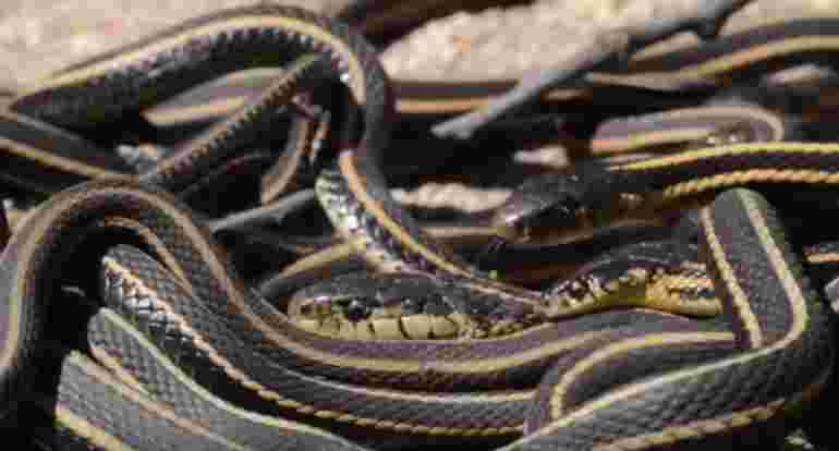 Probudilo se najveće leglo zmija na svijetu i  izgleda zastrašujuće (VIDEO)