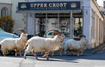 NEVJEROVATNE POSLJEDICE ZABRANE KRETANJA: Divlje koze zavladale ulicama mirnog gradića u Walesu (FOTO, VIDEO)