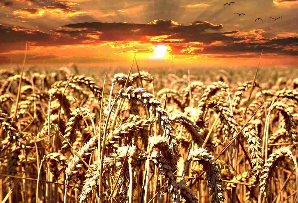 Nova GMO pšenica testirat će se na britanskim pokusima