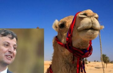 Vukanović iz Katara poručuje: Ne volim da jašem kamile, samo bogate moćnike
