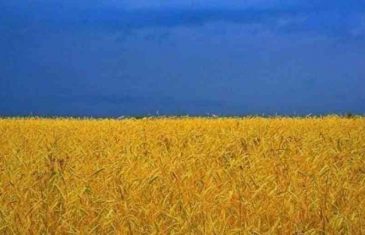 ANALIZA “WALL STREET JOURNALA”: Poremećaj globalnih lanaca snabdijevanja hranom zbog krize u Ukrajini